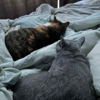 Photo of Lylanna And Mishka