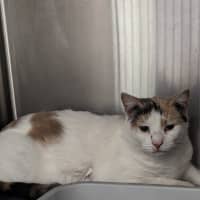 Photo of Tinkerbell