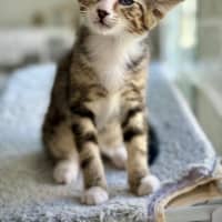 Photo of Jack Sparrow