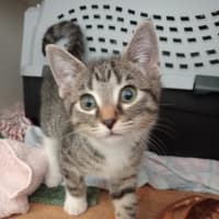 Photo of Obi Wan   Meet Me @ Petstock Kingsford