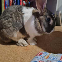 Photo of Cutiepies Lola & Thumper