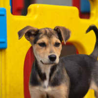 Photo of Jetset
