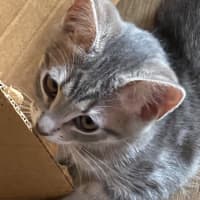 Photo of Aurora   Meet Me At Petstock Chelsea