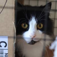 Photo of Chase Brushtail