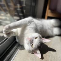 Photo of Missy & Pablo 🌷🐈