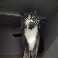 Photo of Loki