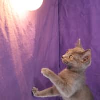 Photo of Cosette
