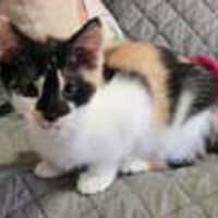 Photo of Kallie