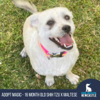Photo of Magic   16 Month Old Shih Tzu X Maltese (Trial)