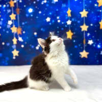 Photo of Sienna   Located In Wallan