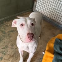 Photo of Queenie (66924)