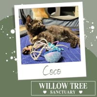 Photo of Coco
