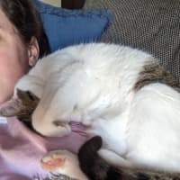 Photo of Merlin   Located In Wallan