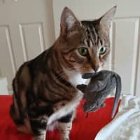 Photo of Millhouse