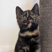 Photo of Nyx