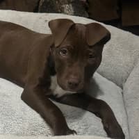 Photo of Jessie ❤️🐶