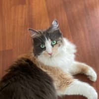 Photo of Pepper
