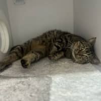 Photo of Mr. Cuddles