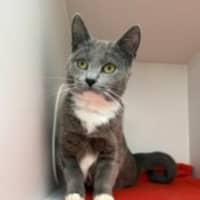 Photo of Cookie