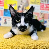 Photo of Nova   Located In Preston 