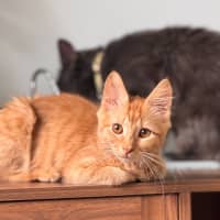 Photo of Zeus