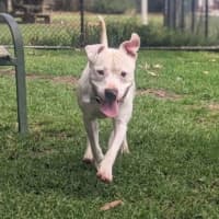 Photo of Ghostie Wostie