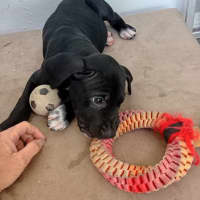 Photo of Tippy 