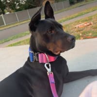 Photo of Bailey   1.5 Year Old Staffy X