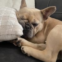 Photo of Andy   2 Year Old French Bulldog