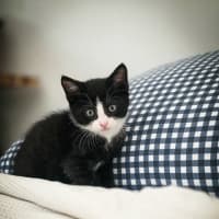 Photo of Meatball, Ziggy, Oreo & Chip