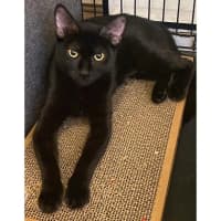 Photo of 11532   Bessie