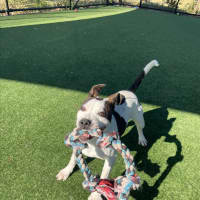 Photo of Iggle Piggle Imp 1690