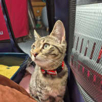Photo of Connie ** 2nd Chance Cat Rescue **