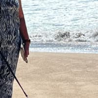 Photo of Bindi   5 Year Old Fox Terrier