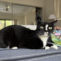 Photo of Smokie
