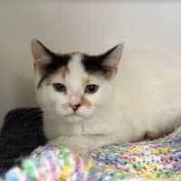 Photo of Pepper