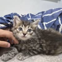 Photo of Taffy