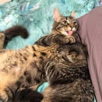 Photo of Lilly & Banjo