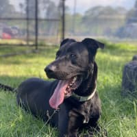 Photo of Scooby