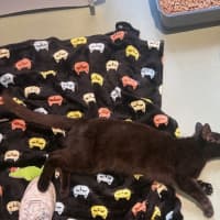 Photo of Sooty 