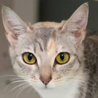 Photo of Punky