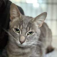 Photo of Talia **2nd Chance Cat Rescue**