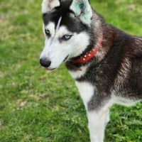 Photo of 🎠 Medusa 6366 🎠 (Happily Adopted 🥰)