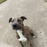 Photo of Penny 