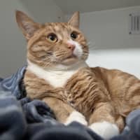 Photo of Knuckles