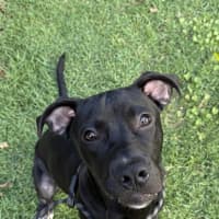 Photo of Buddy