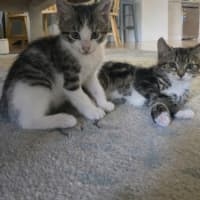 Photo of 🐾 Apollo 🐾