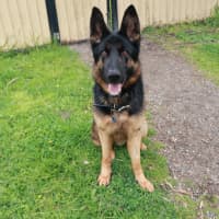 Photo of Rex