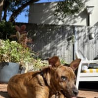 Photo of Tazzie
