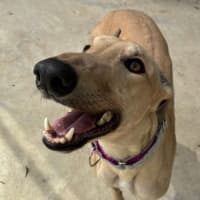 Photo of Honey (Prev. Gooseberry)